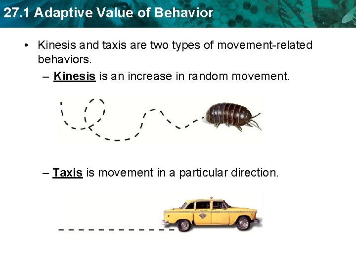 27. 1 Adaptive Value of Behavior • Kinesis and taxis are two types of