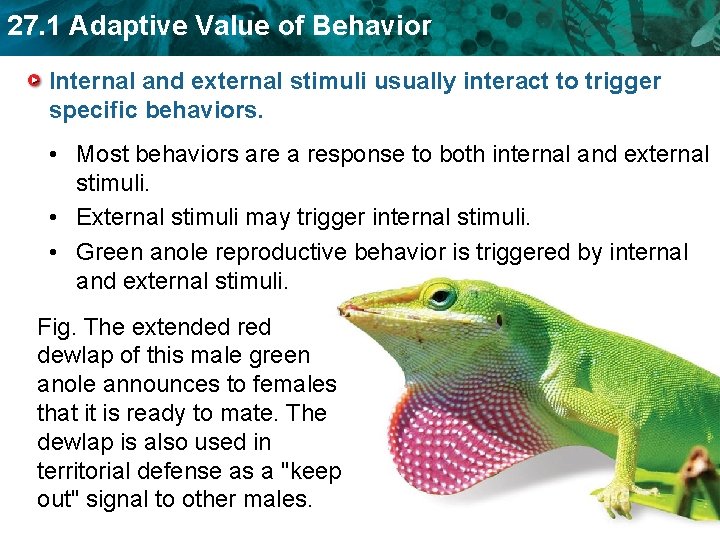 27. 1 Adaptive Value of Behavior Internal and external stimuli usually interact to trigger