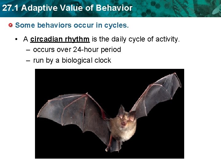 27. 1 Adaptive Value of Behavior Some behaviors occur in cycles. • A circadian