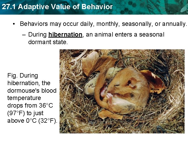 27. 1 Adaptive Value of Behavior • Behaviors may occur daily, monthly, seasonally, or
