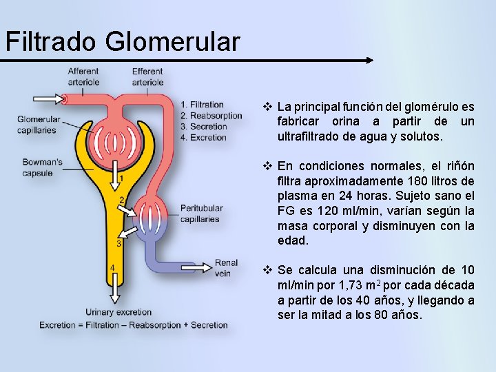 Filtrado Glomerular v La principal función del glomérulo es fabricar orina a partir de