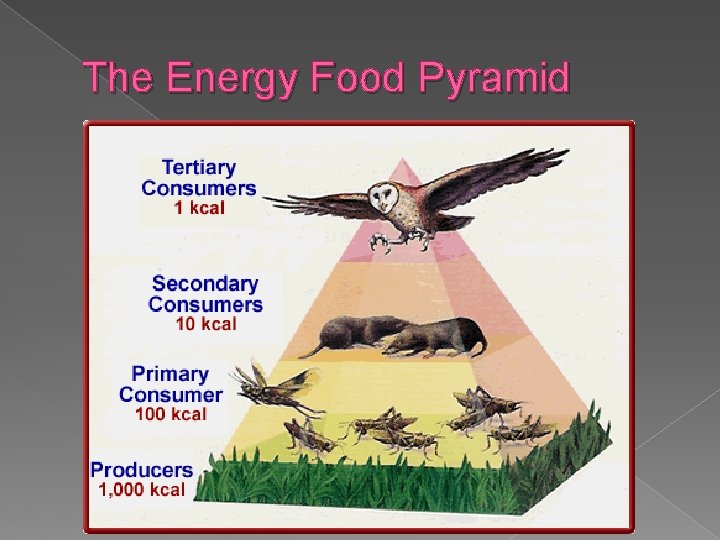 The Energy Food Pyramid 