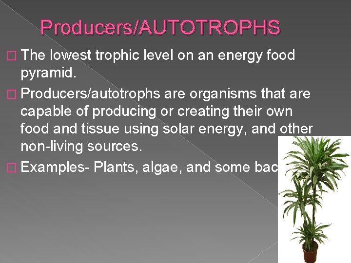 Producers/AUTOTROPHS � The lowest trophic level on an energy food pyramid. � Producers/autotrophs are