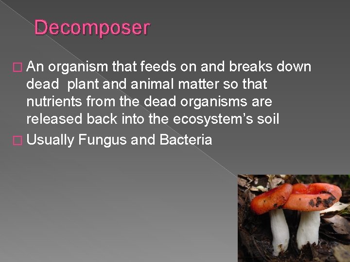 Decomposer � An organism that feeds on and breaks down dead plant and animal