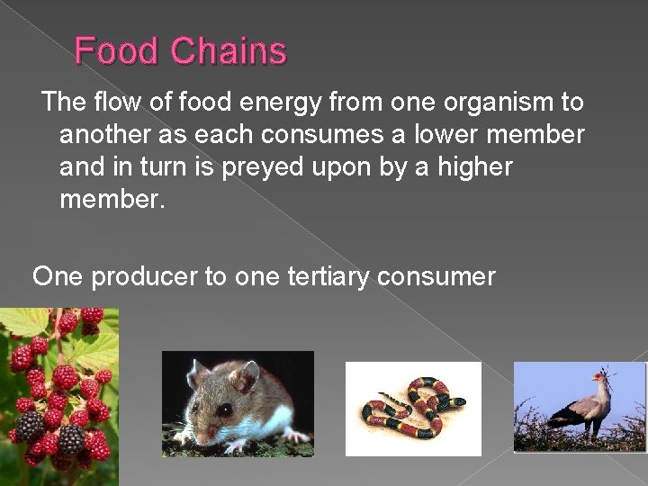 Food Chains The flow of food energy from one organism to another as each