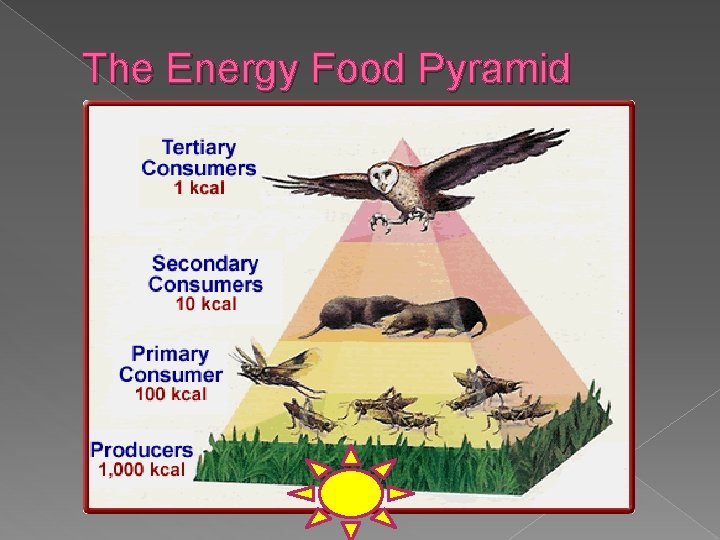 The Energy Food Pyramid 