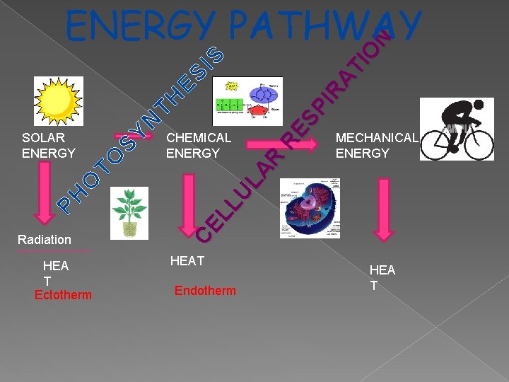 Radiation HEA T Ectotherm RE SP IR AT IO N CHEMICAL ENERGY CE LL