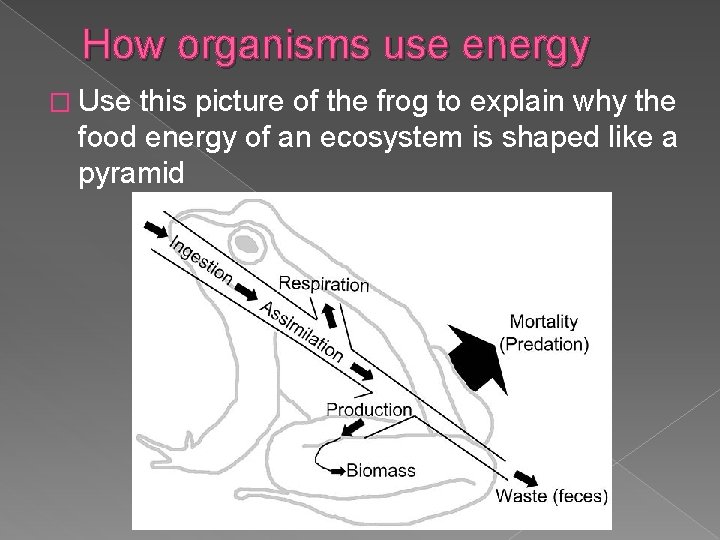 How organisms use energy � Use this picture of the frog to explain why