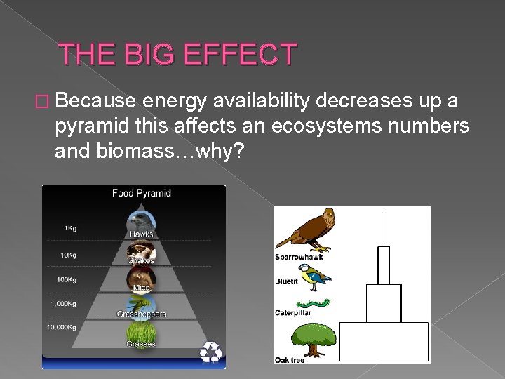 THE BIG EFFECT � Because energy availability decreases up a pyramid this affects an