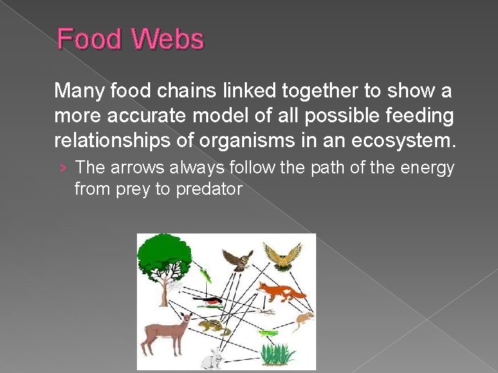 Food Webs Many food chains linked together to show a more accurate model of