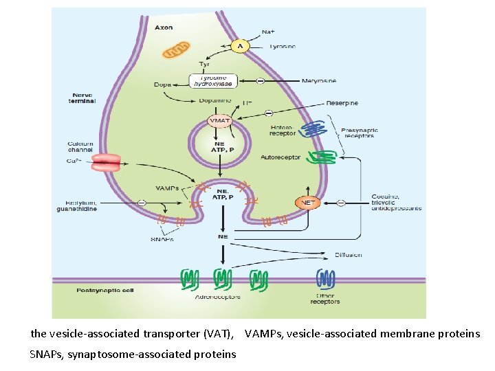 the vesicle-associated transporter (VAT), VAMPs, vesicle-associated membrane proteins SNAPs, synaptosome-associated proteins 
