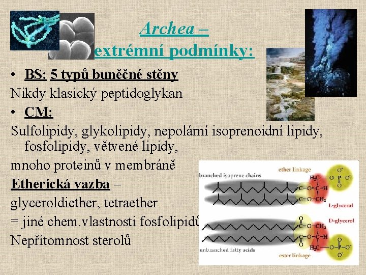 Archea – extrémní podmínky: • BS: 5 typů buněčné stěny Nikdy klasický peptidoglykan •