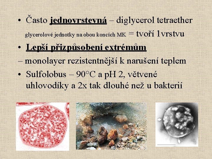  • Často jednovrstevná – diglycerol tetraether glycerolové jednotky na obou koncích MK =