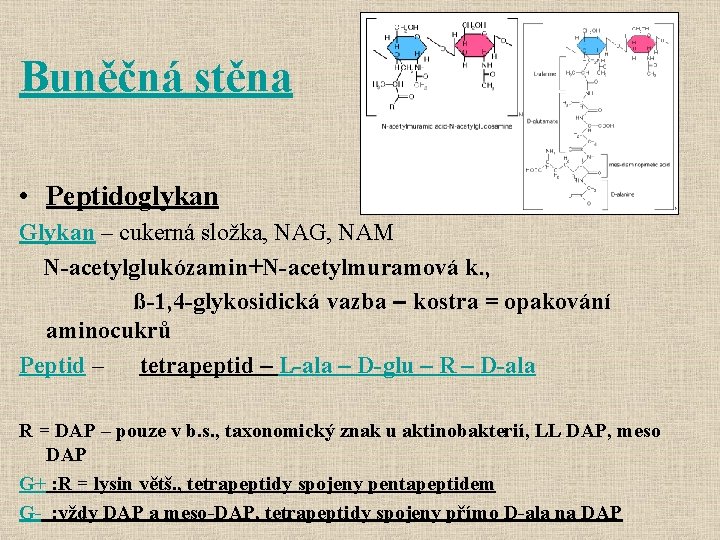 Buněčná stěna • Peptidoglykan Glykan – cukerná složka, NAG, NAM N-acetylglukózamin+N-acetylmuramová k. , ß-1,