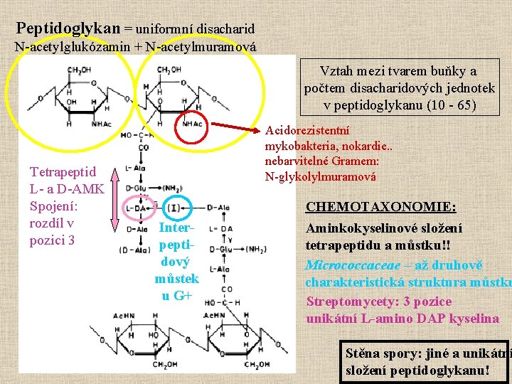 Peptidoglykan = uniformní disacharid N-acetylglukózamin + N-acetylmuramová Vztah mezi tvarem buňky a počtem disacharidových