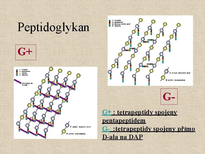 Peptidoglykan G+ GG+ : tetrapeptidy spojeny pentapeptidem G- : tetrapeptidy spojeny přímo D-ala na