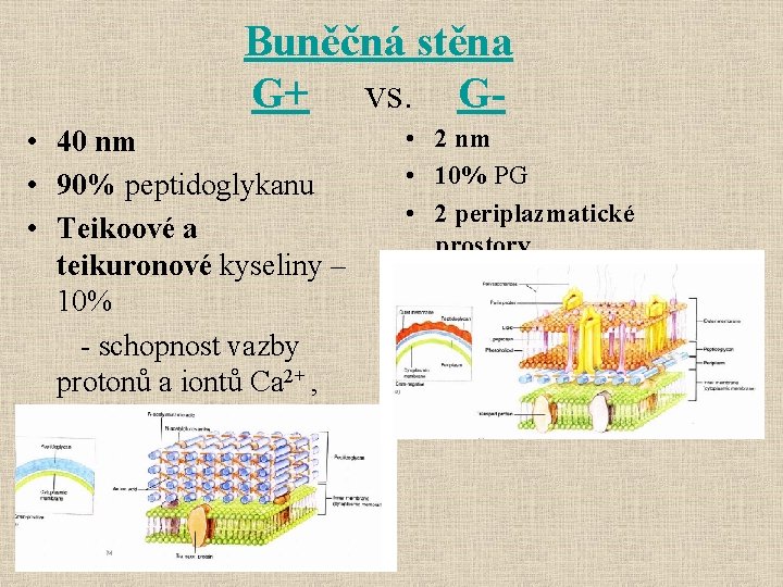 Buněčná stěna G+ vs. G • 40 nm • 90% peptidoglykanu • Teikoové a