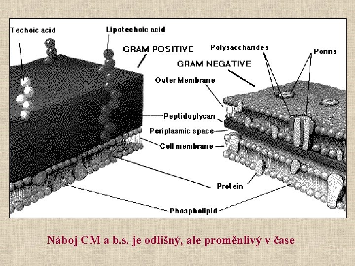 Náboj CM a b. s. je odlišný, ale proměnlivý v čase 