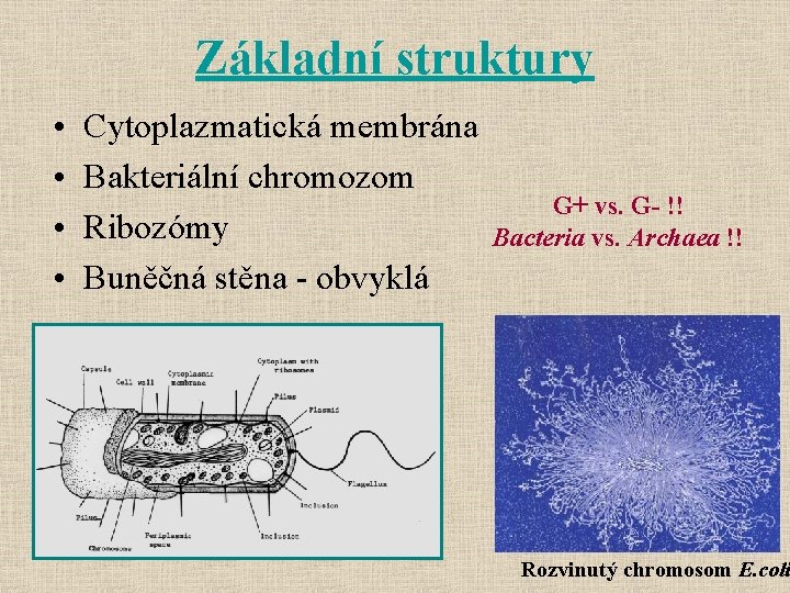 Základní struktury • • Cytoplazmatická membrána Bakteriální chromozom Ribozómy Buněčná stěna - obvyklá G+