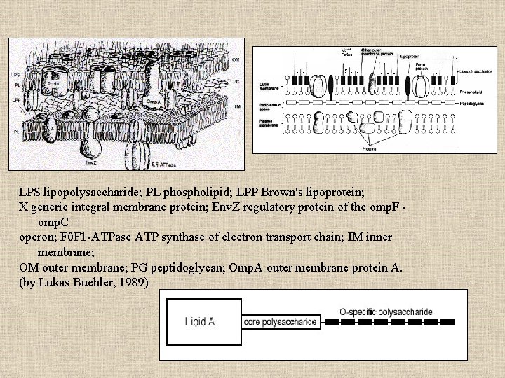 LPS lipopolysaccharide; PL phospholipid; LPP Brown's lipoprotein; X generic integral membrane protein; Env. Z