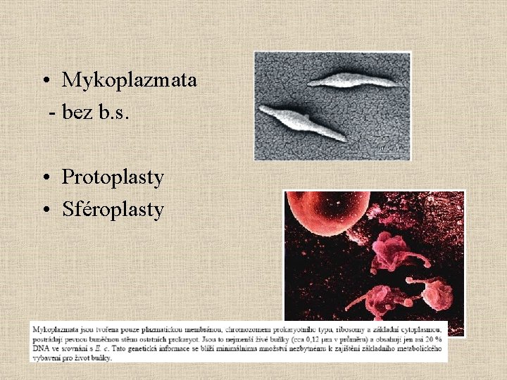  • Mykoplazmata - bez b. s. • Protoplasty • Sféroplasty 