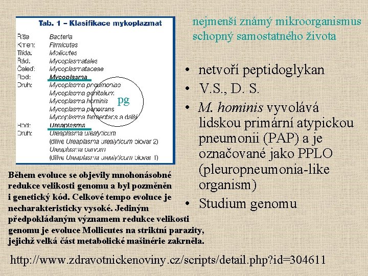 nejmenší známý mikroorganismus schopný samostatného života pg • netvoří peptidoglykan • V. S. ,