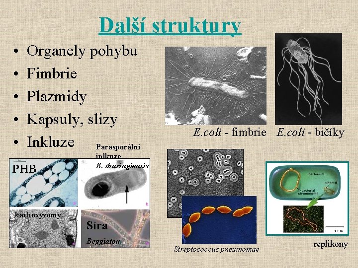 Další struktury • • • Organely pohybu Fimbrie Plazmidy Kapsuly, slizy Inkluze Parasporální PHB