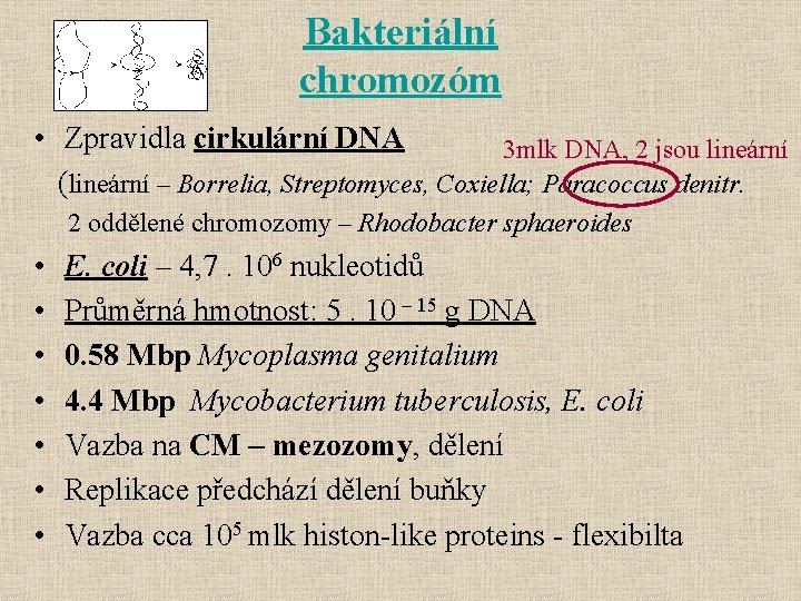 Bakteriální chromozóm • Zpravidla cirkulární DNA 3 mlk DNA, 2 jsou lineární (lineární –