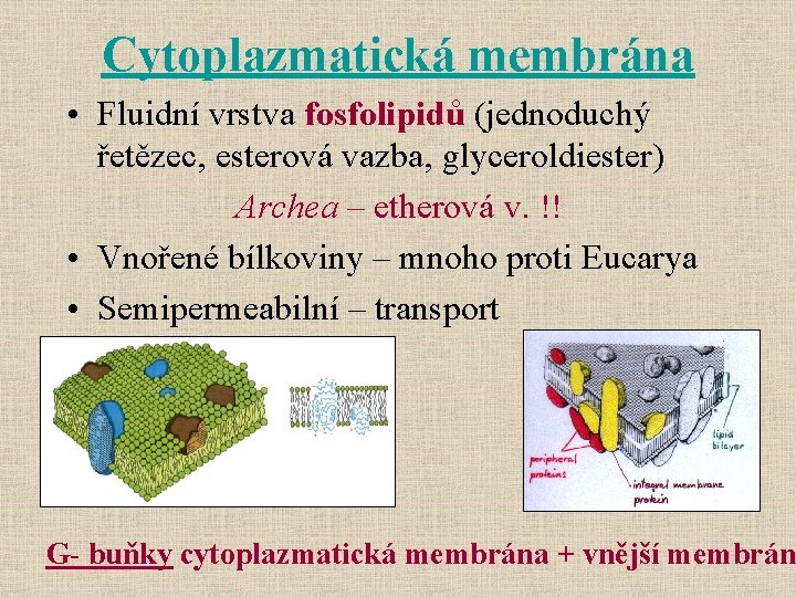 Cytoplazmatická membrána • Fluidní vrstva fosfolipidů (jednoduchý řetězec, esterová vazba, glyceroldiester) Archea – etherová