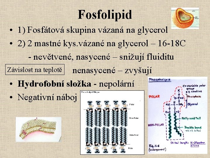 Fosfolipid • 1) Fosfátová skupina vázaná na glycerol • 2) 2 mastné kys. vázané