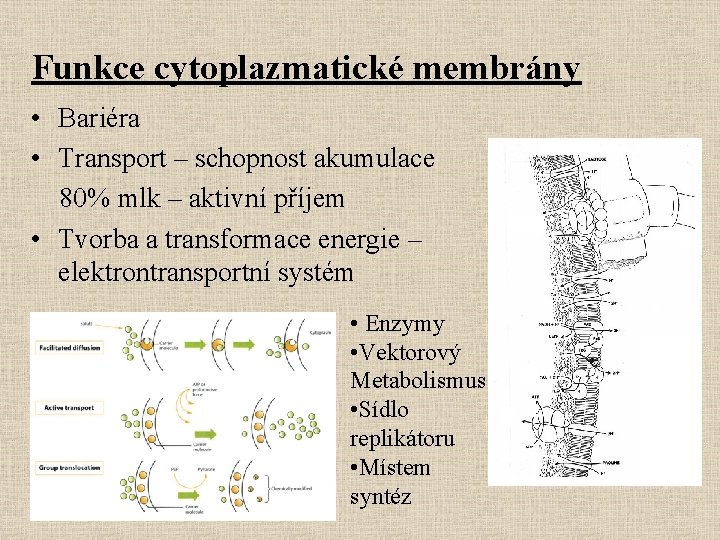 Funkce cytoplazmatické membrány • Bariéra • Transport – schopnost akumulace 80% mlk – aktivní