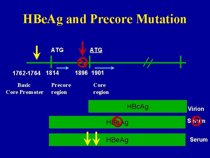 HBe. Ag and Precore Mutation ATG 1762 -1764 1814 Basic Core Promoter ATG 1896