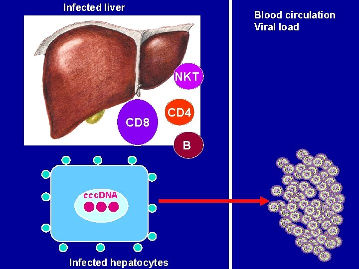 Infected liver Blood circulation Viral load NKT CD 8 CD 4 B ccc. DNA