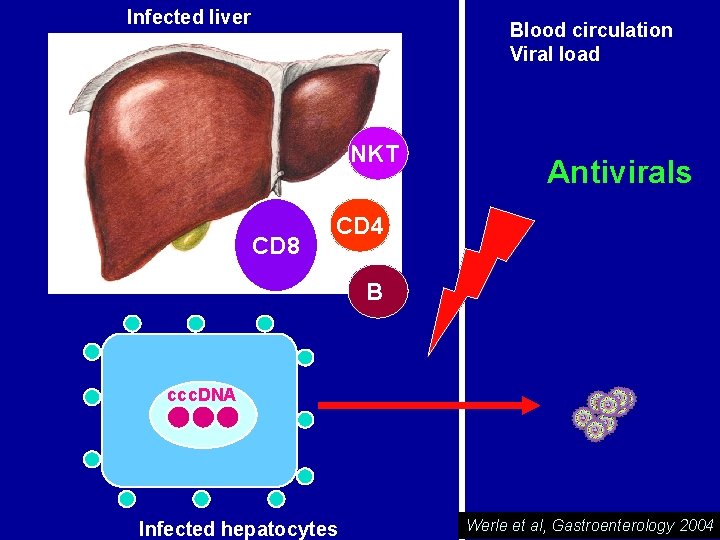 Infected liver Blood circulation Viral load NKT CD 8 Antivirals CD 4 B ccc.