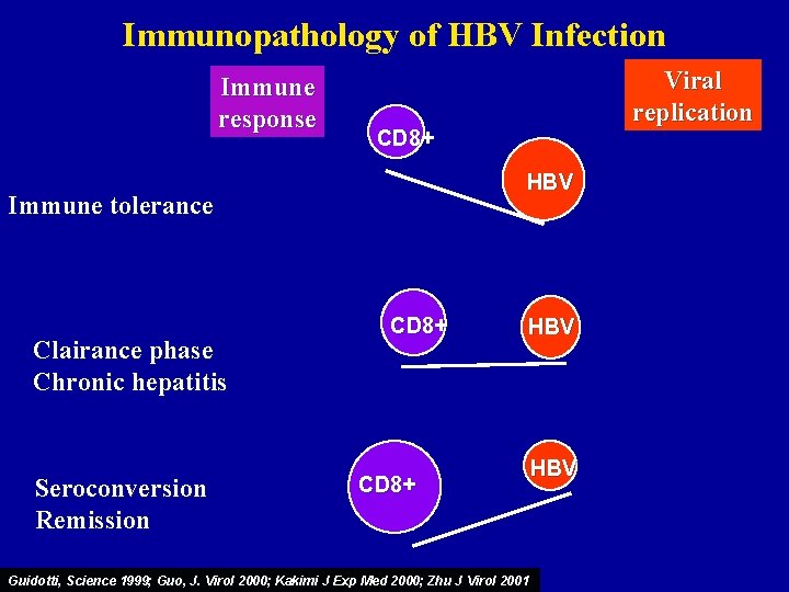 Immunopathology of HBV Infection Immune response CD 8+ HBV Immune tolerance Clairance phase Chronic