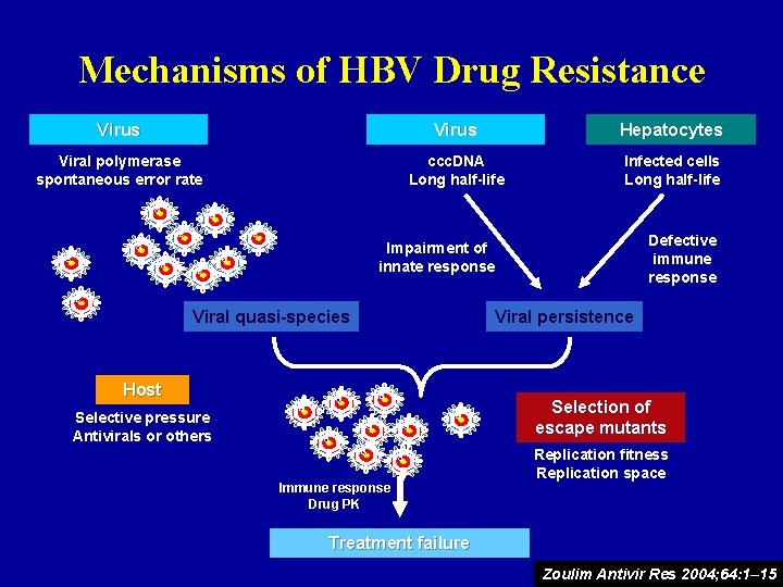 Mechanisms of HBV Drug Resistance Virus Hepatocytes Viral polymerase spontaneous error rate ccc. DNA
