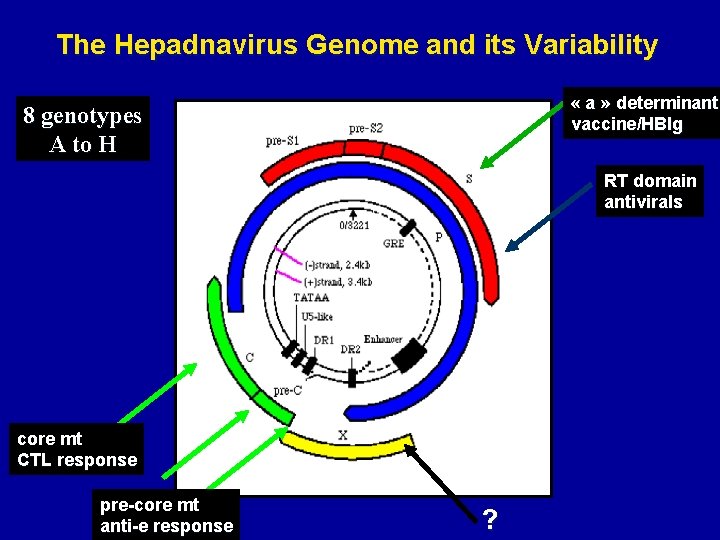 The Hepadnavirus Genome and its Variability « a » determinant vaccine/HBIg 8 genotypes A