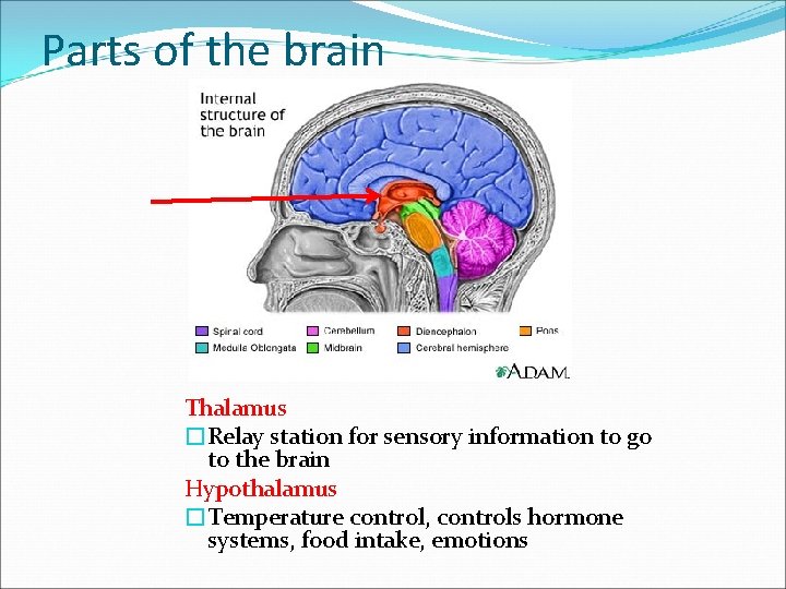 Parts of the brain Thalamus �Relay station for sensory information to go to the