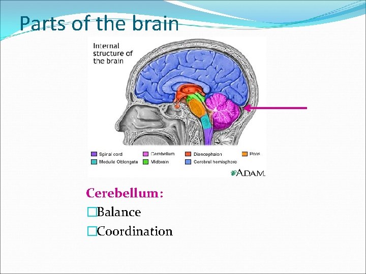 Parts of the brain Cerebellum: �Balance �Coordination 