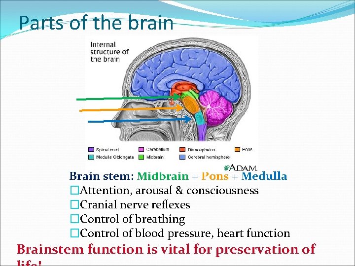 Parts of the brain Brain stem: Midbrain + Pons + Medulla �Attention, arousal &