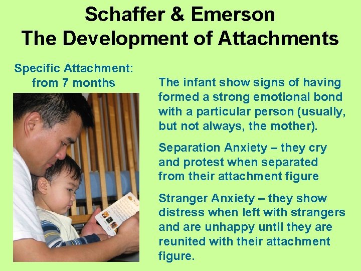 Schaffer & Emerson The Development of Attachments Specific Attachment: from 7 months The infant