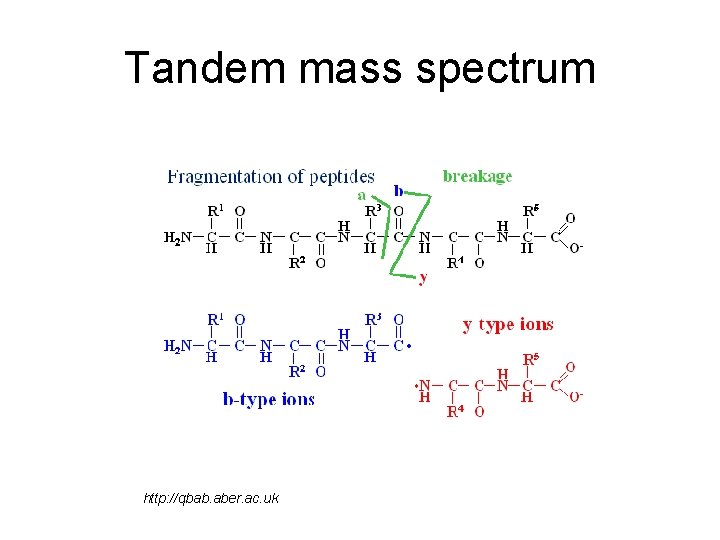 Tandem mass spectrum http: //qbab. aber. ac. uk 