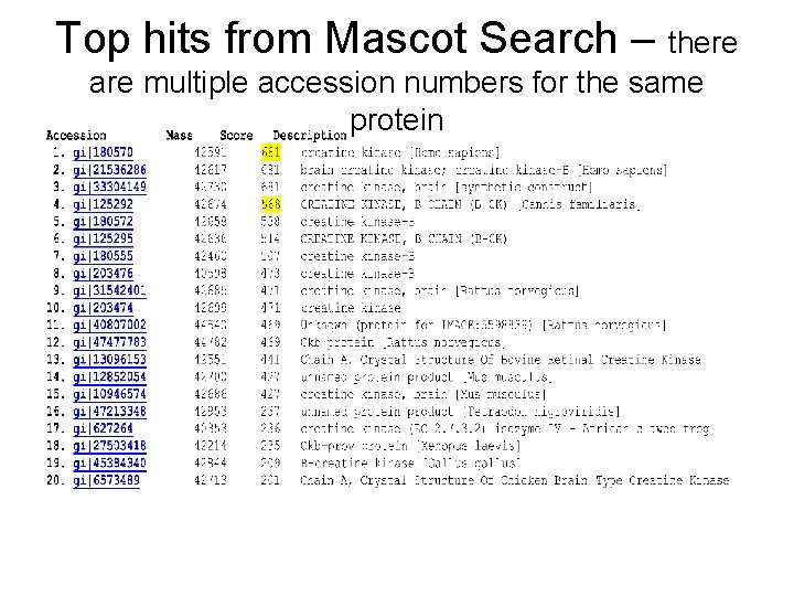 Top hits from Mascot Search – there are multiple accession numbers for the same