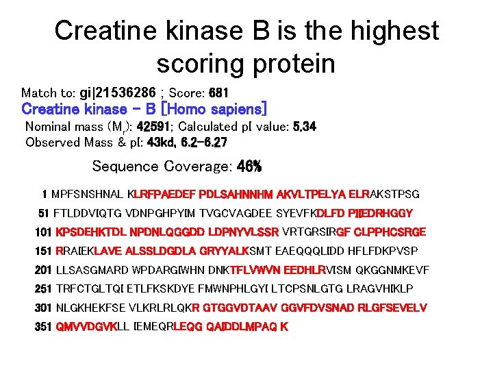 Creatine kinase B is the highest scoring protein Match to: gi|21536286 ; Score: 681