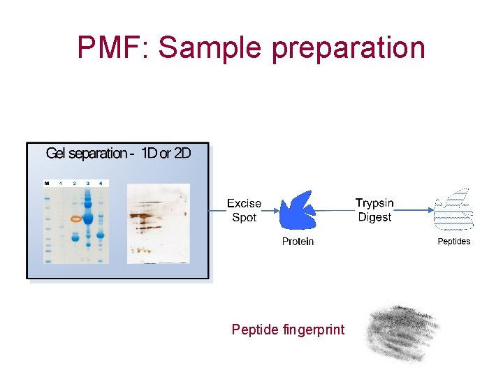 PMF: Sample preparation Peptide fingerprint 