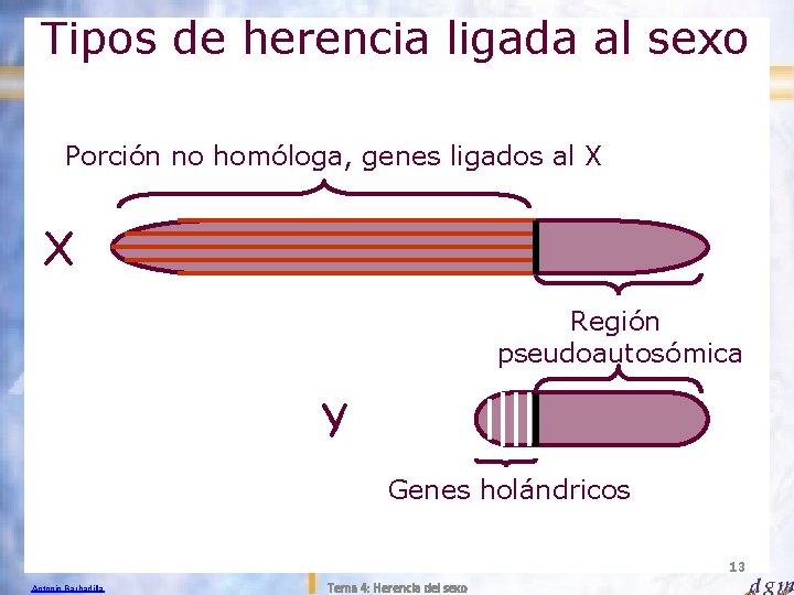 Tipos de herencia ligada al sexo Porción no homóloga, genes ligados al X X