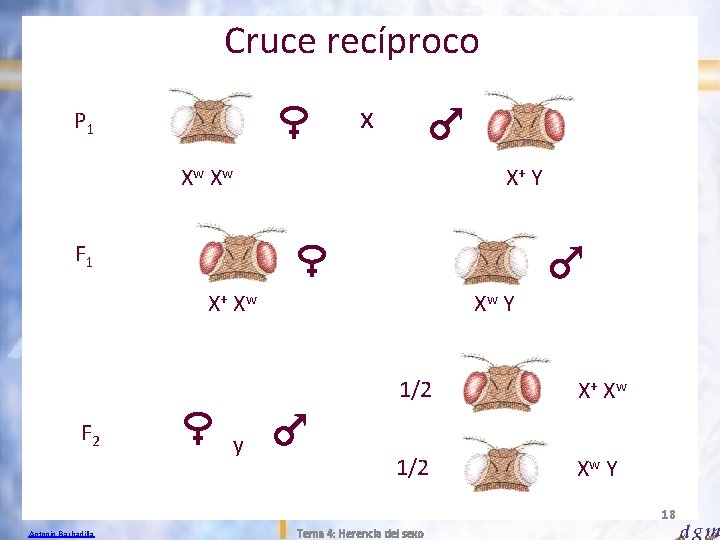 Cruce recíproco x P 1 Xw Xw X+ Y F 1 X+ Xw F
