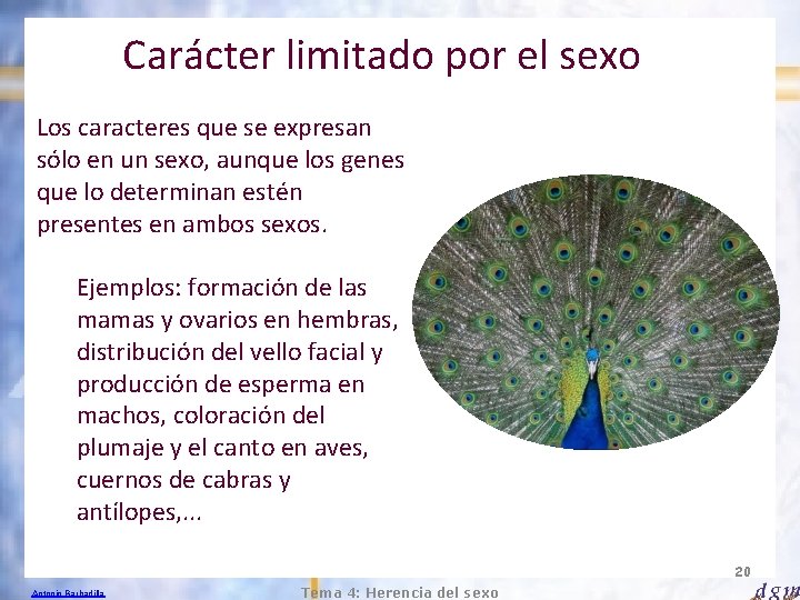 Carácter limitado por el sexo Los caracteres que se expresan sólo en un sexo,