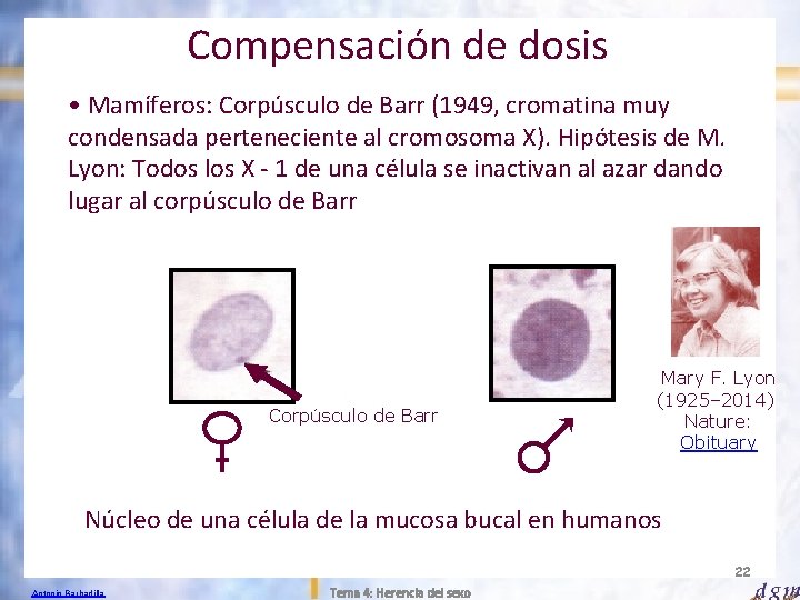 Compensación de dosis • Mamíferos: Corpúsculo de Barr (1949, cromatina muy condensada perteneciente al