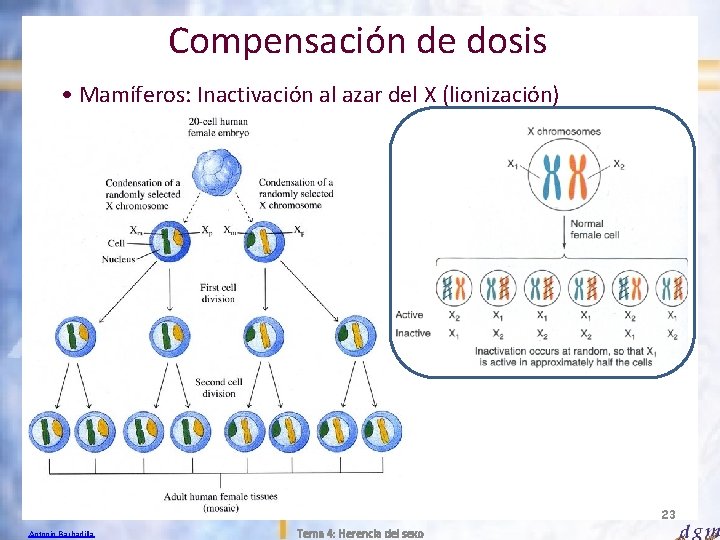 Compensación de dosis • Mamíferos: Inactivación al azar del X (lionización) 23 Antonio Barbadilla